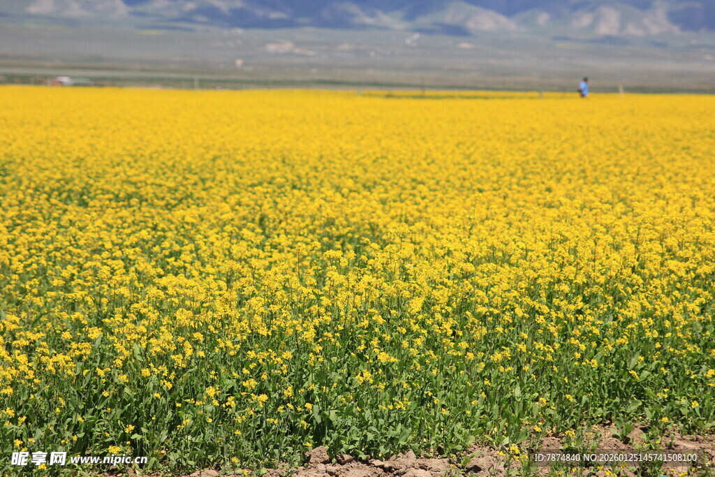 金黄油菜花田美景