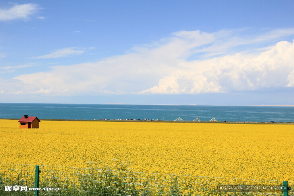 金黄油菜田与远处海景