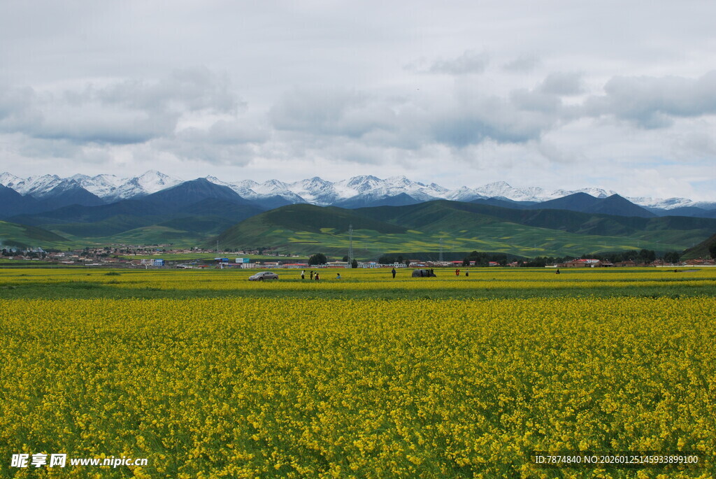 金黄油菜花海与远山美景