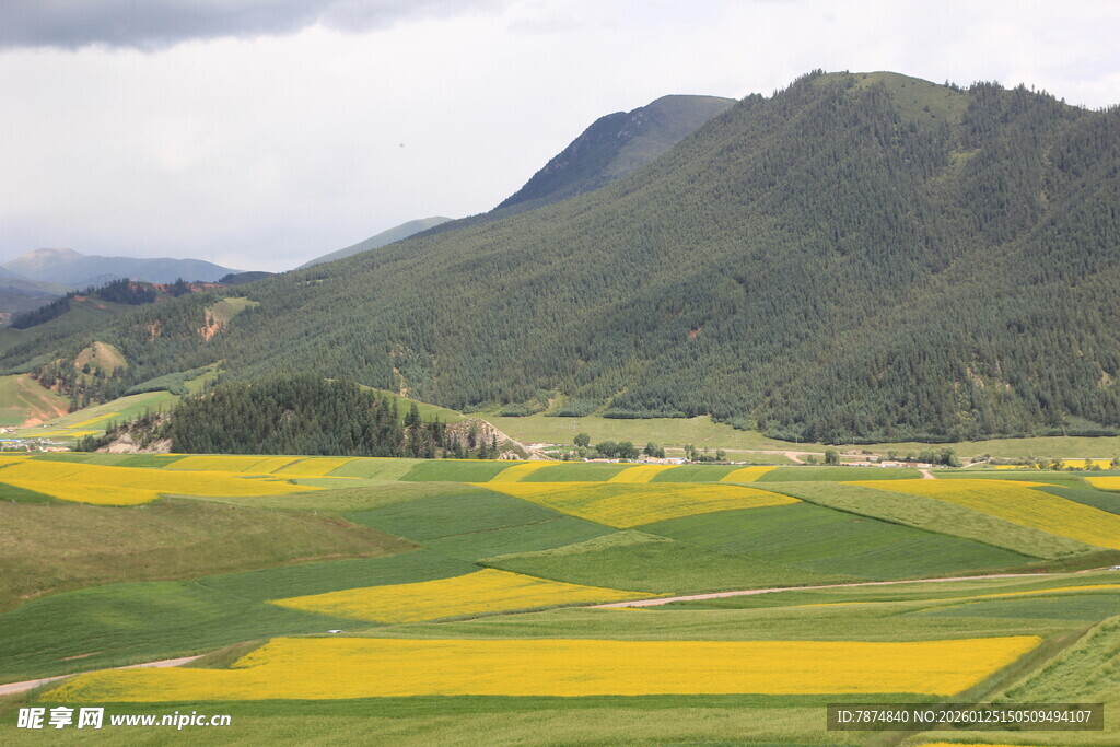 山间绚烂油菜花田美景