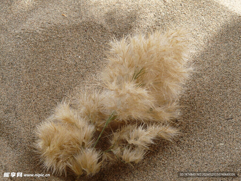 沙滩上的蓬松毛绒物