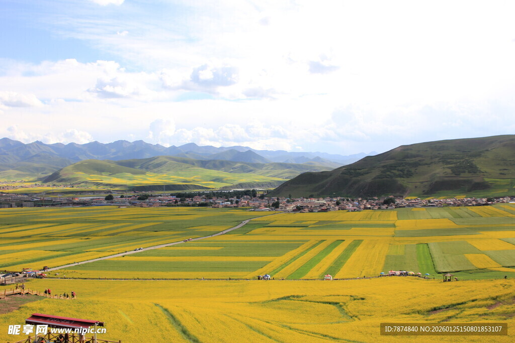 金黄田野与远山相映成景