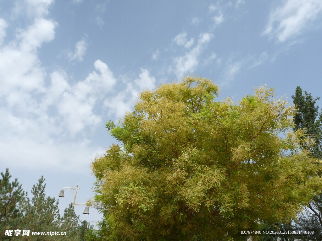 蓝天映衬下的葱郁树木