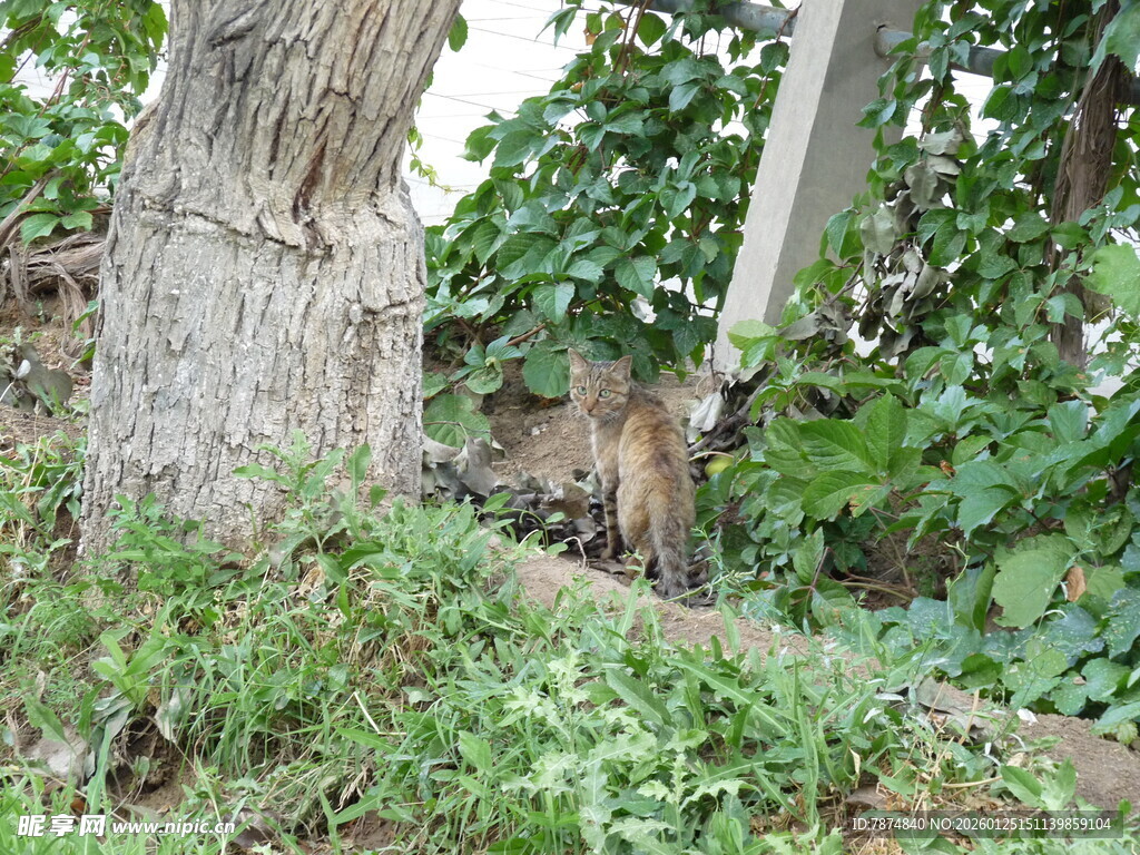 树旁草丛中的野生动物