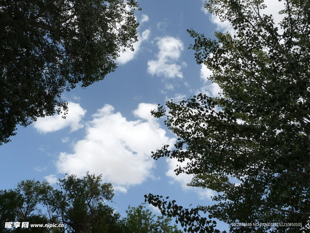 仰望蓝天绿树间的白云