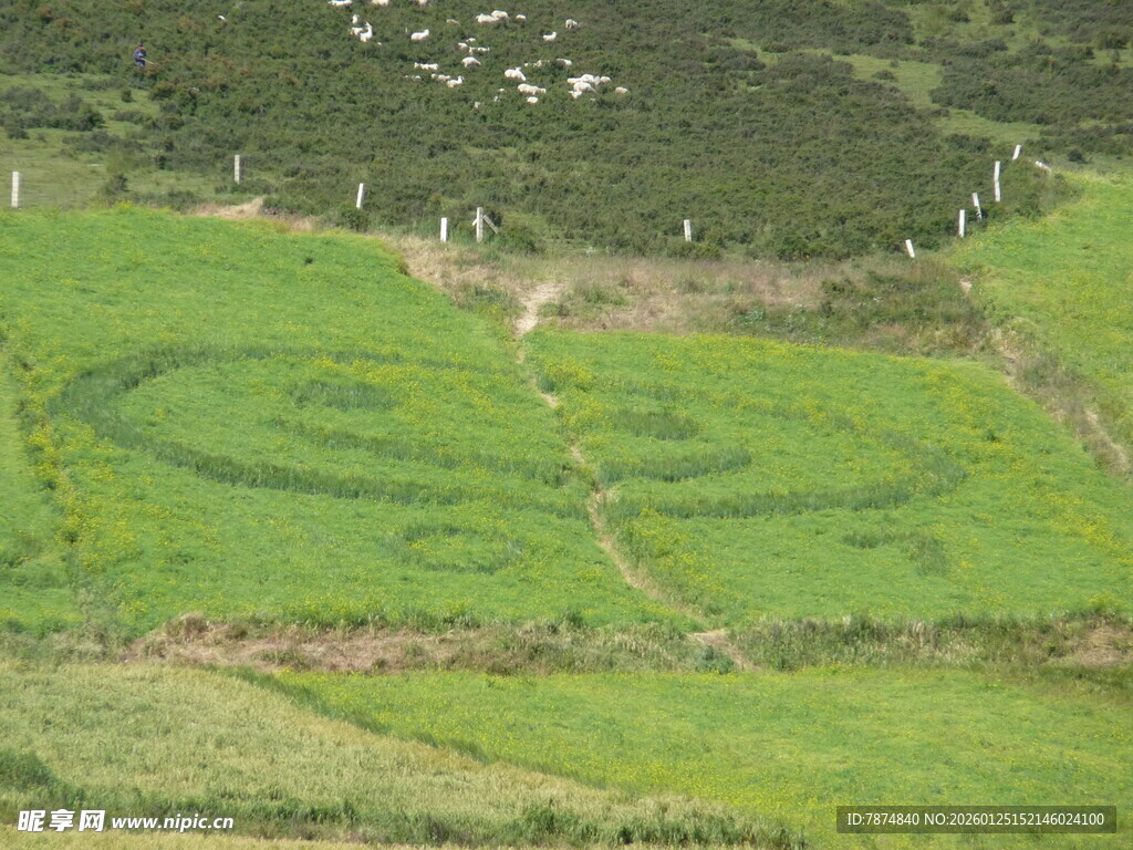 田野中的绿色螺旋图案