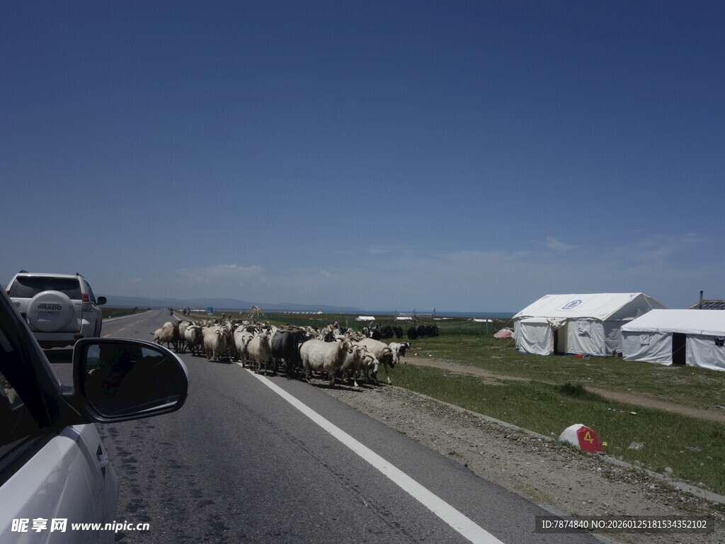 公路上的牛群与草原帐篷