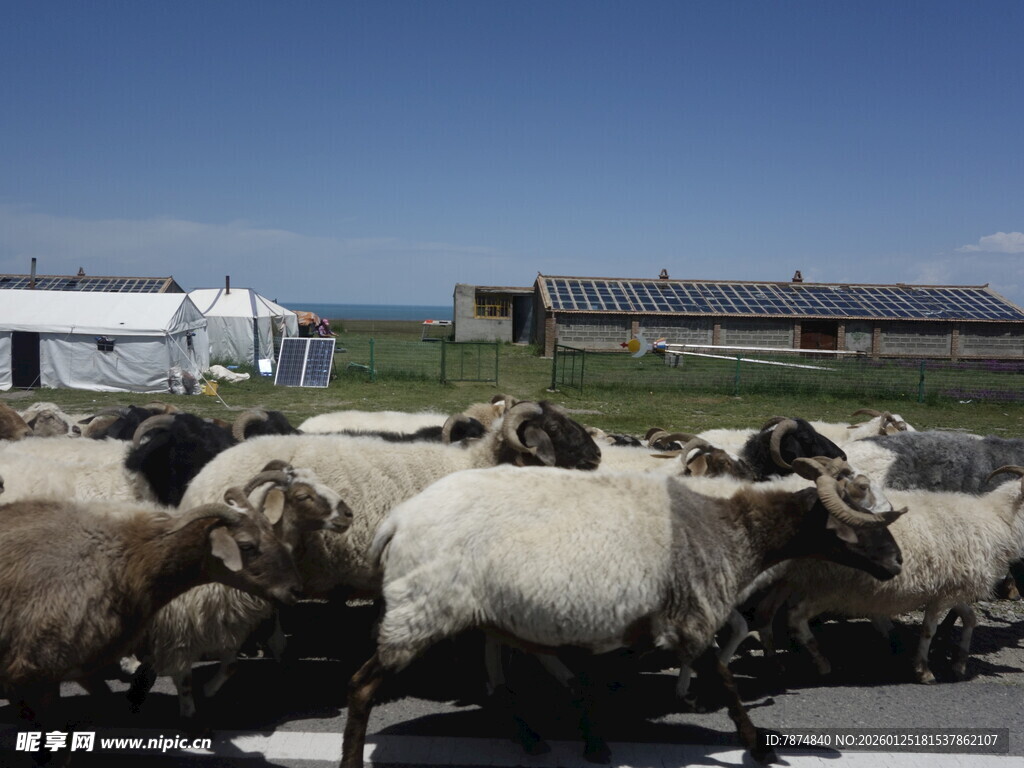 羊群公路穿行景象