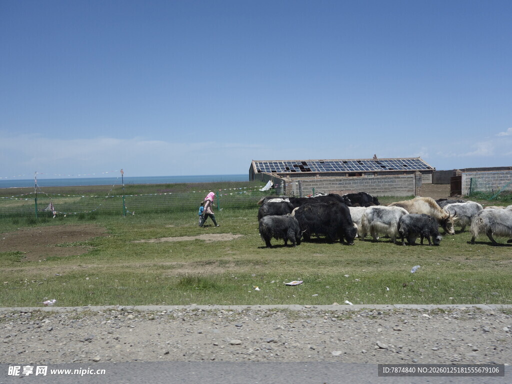 草原上的牲畜与简易屋