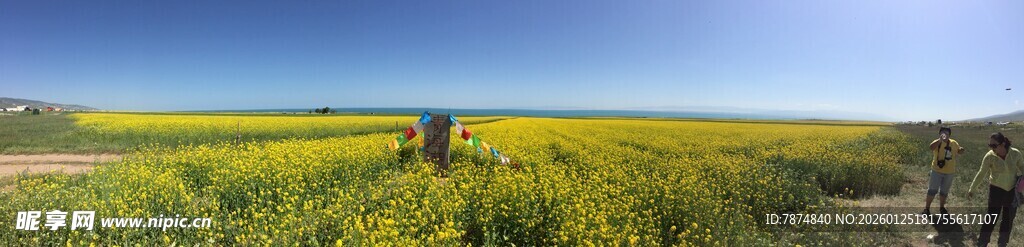 漫步金黄花田的美好瞬间