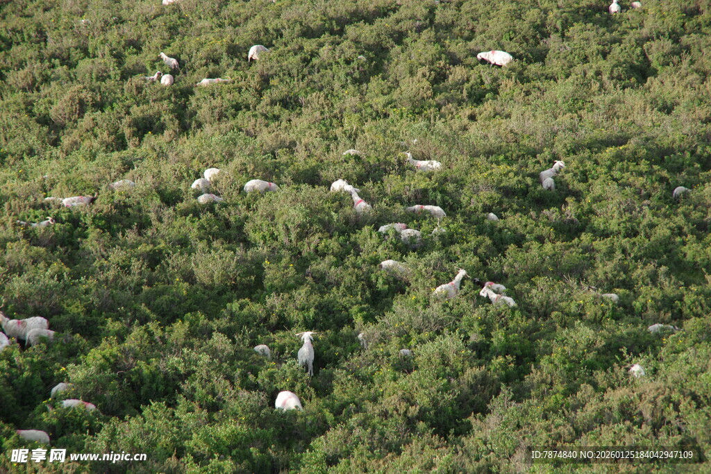 草地上的众多鸟类