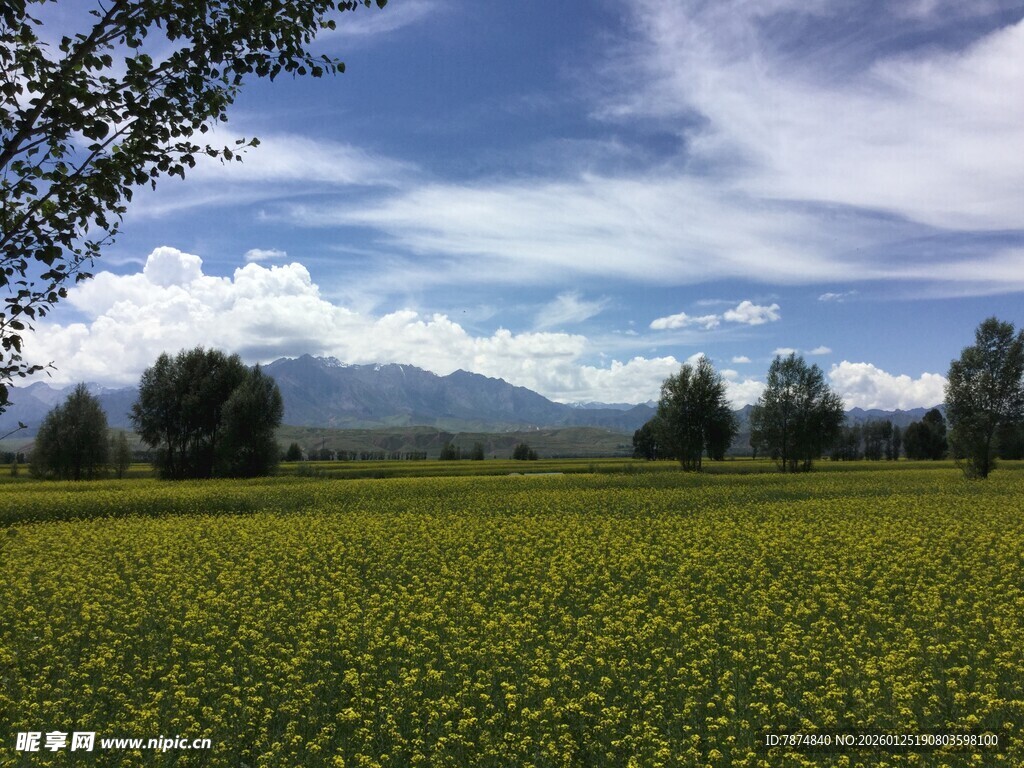 金黄花田伴远山蓝天
