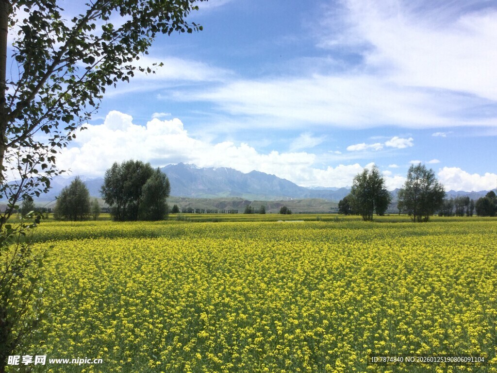 金黄油菜花田与远山美景