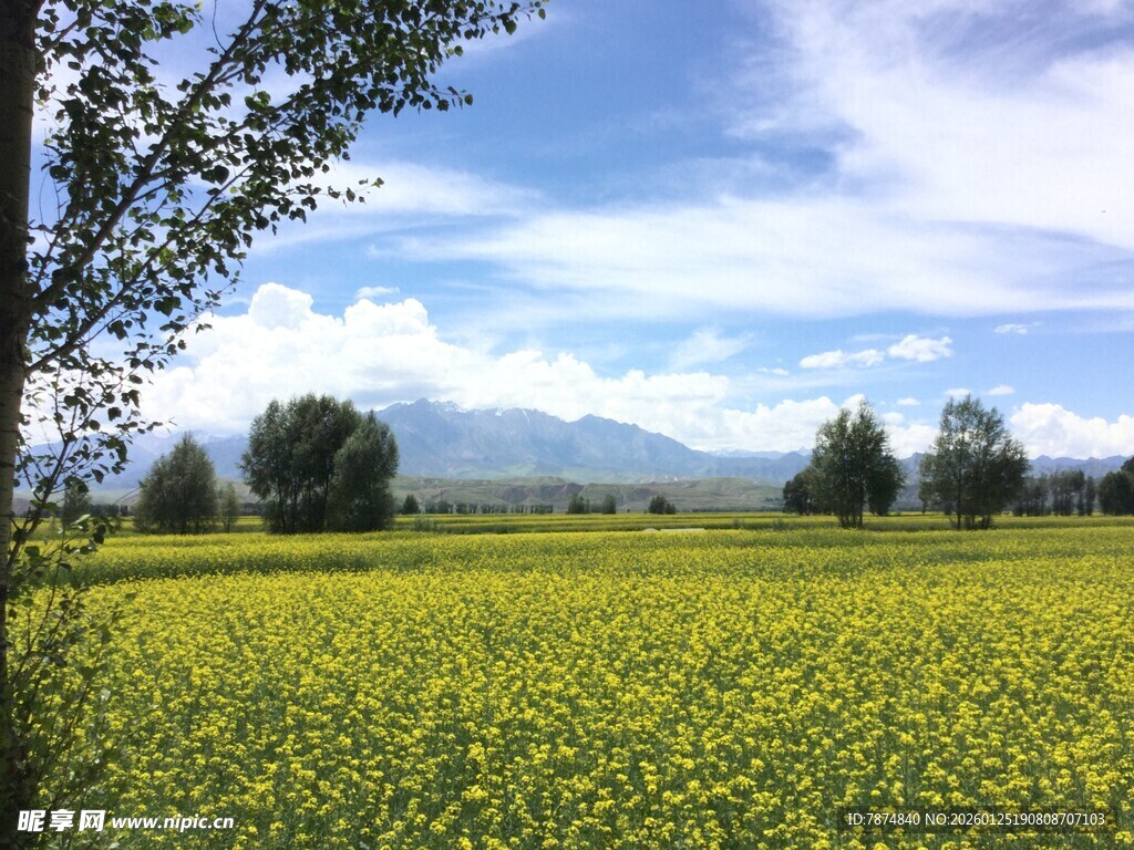 金黄花海与远处山峦美景