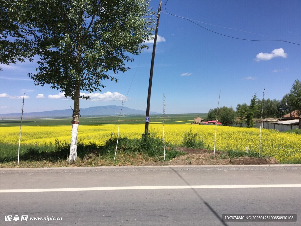 路边金黄油菜田风景