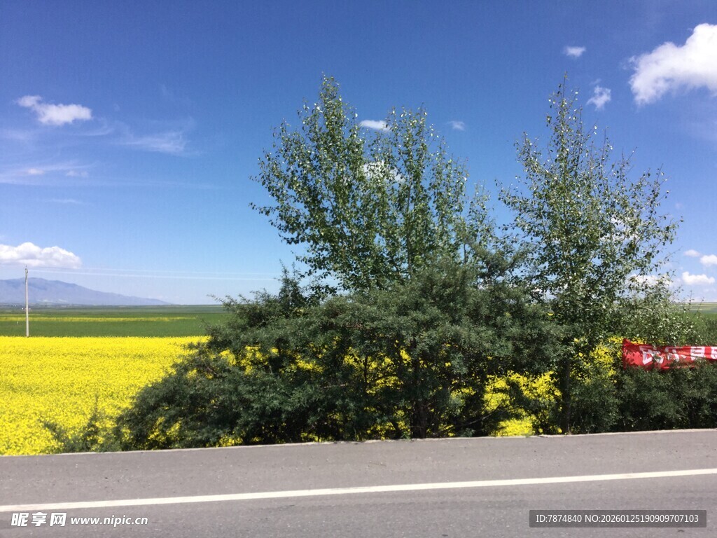 路边绚烂花田与葱郁树木