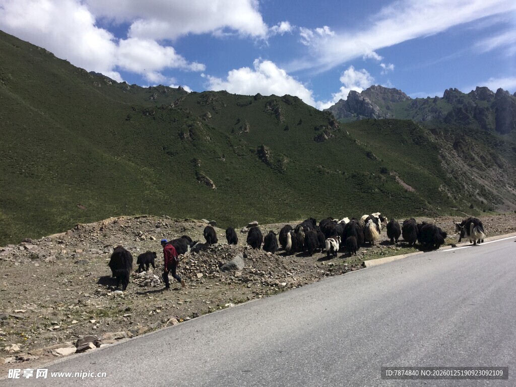 公路旁的牦牛群