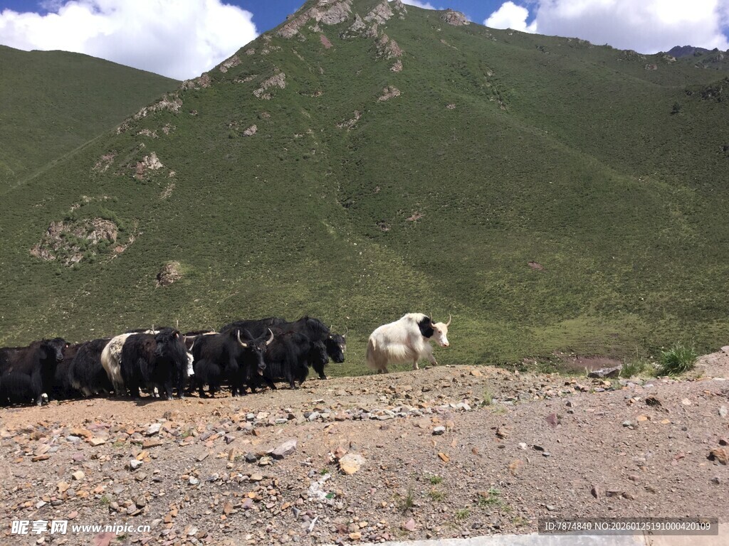 草原牦牛群与白马