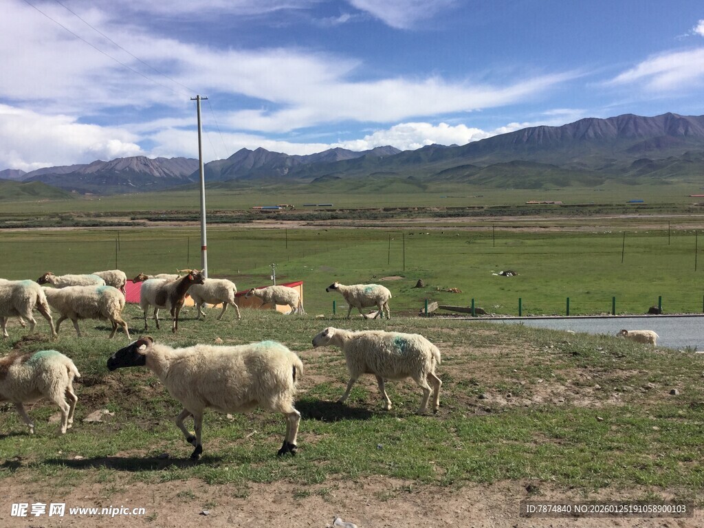草原羊群牧场景色