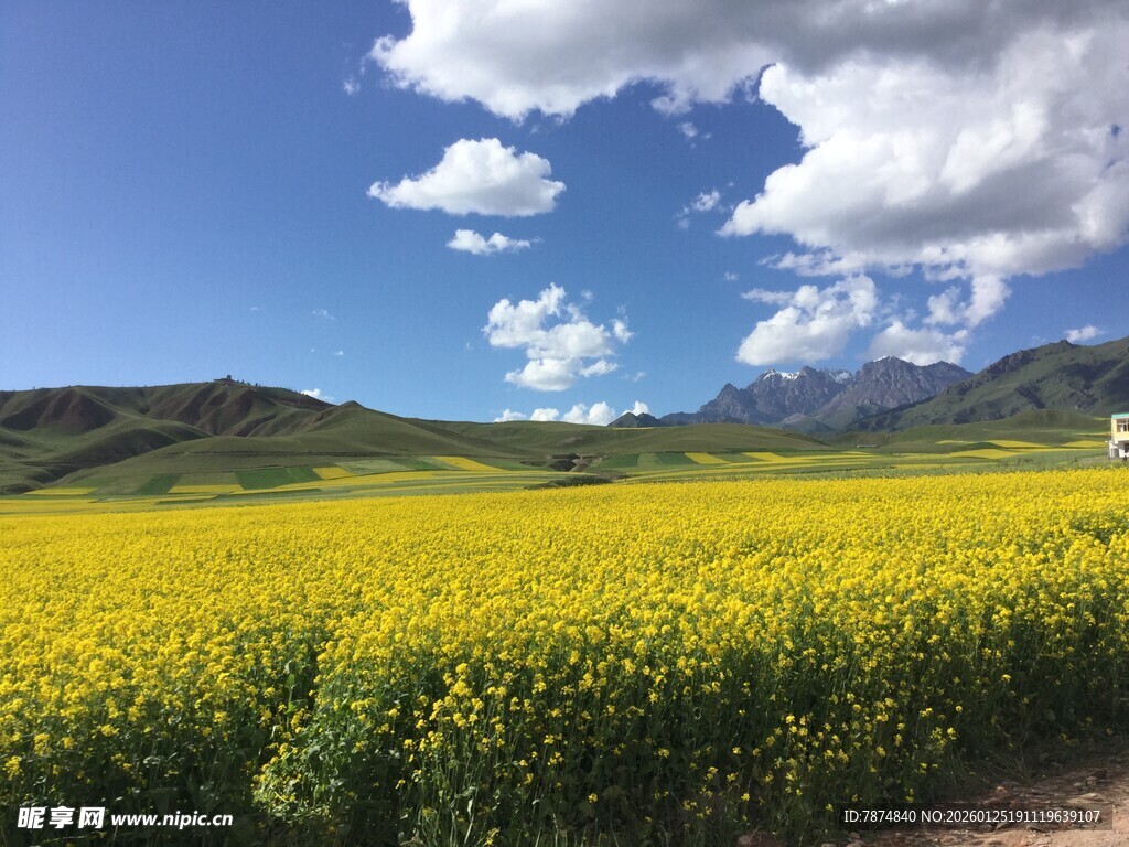 金黄油菜田与蓝天白云美景