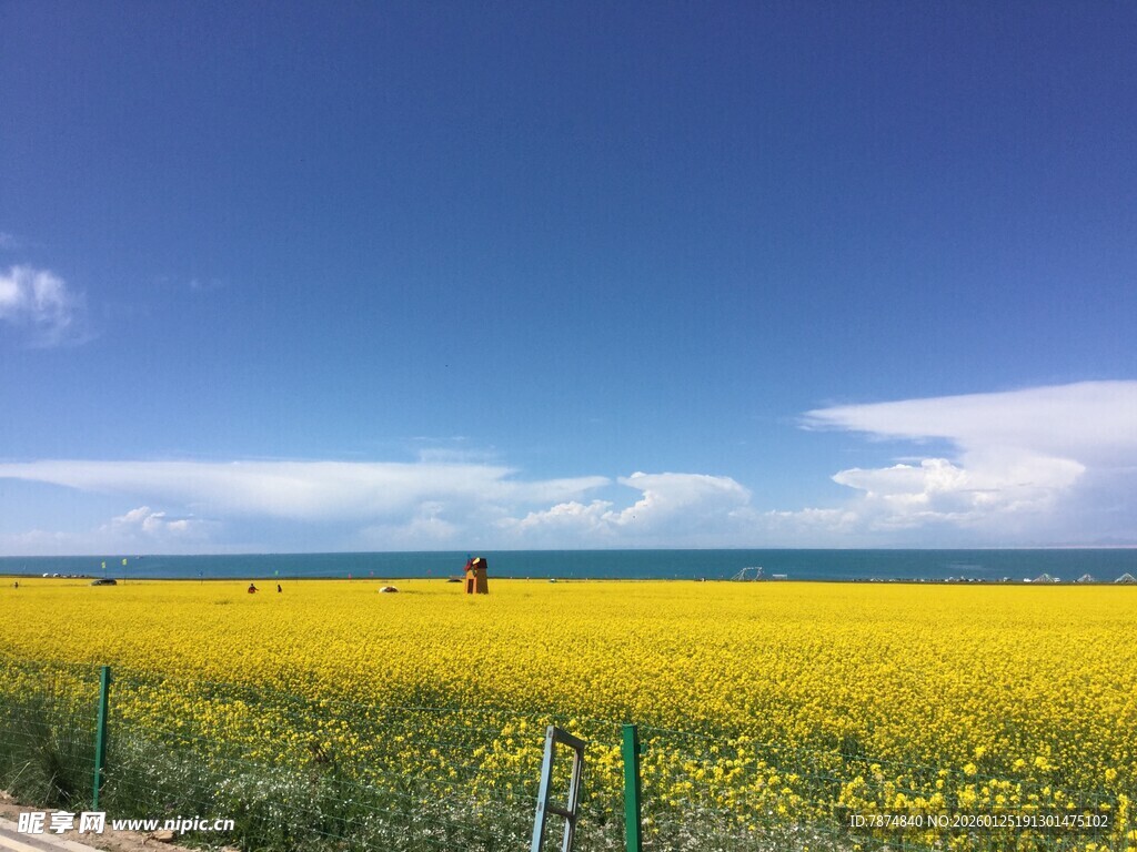 金黄花海与蓝天相映成趣