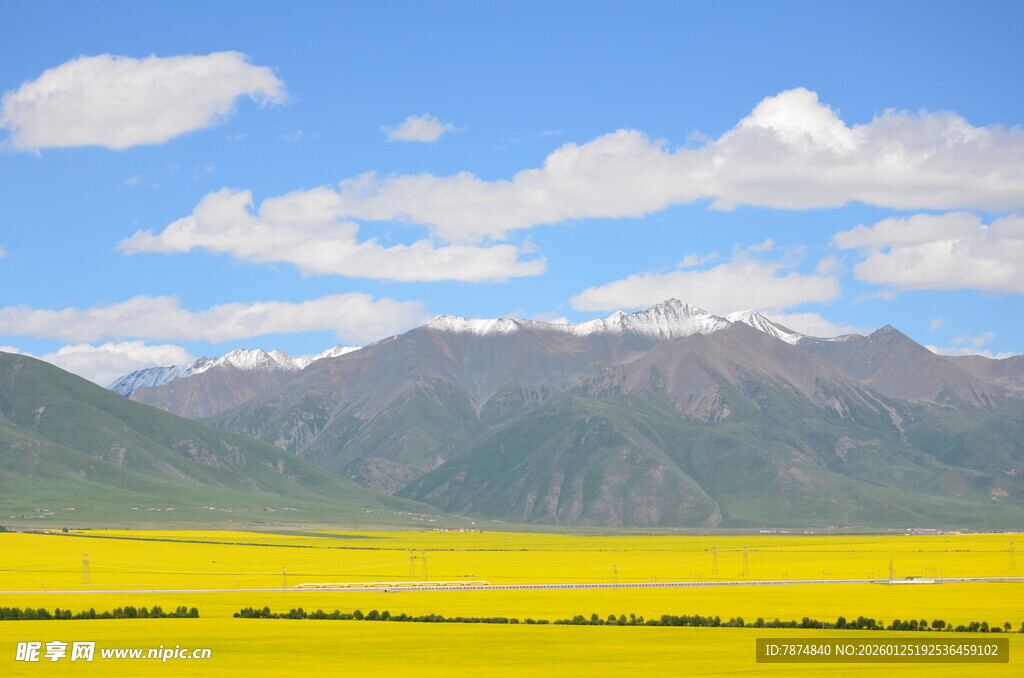 金黄花海映衬巍峨山脉