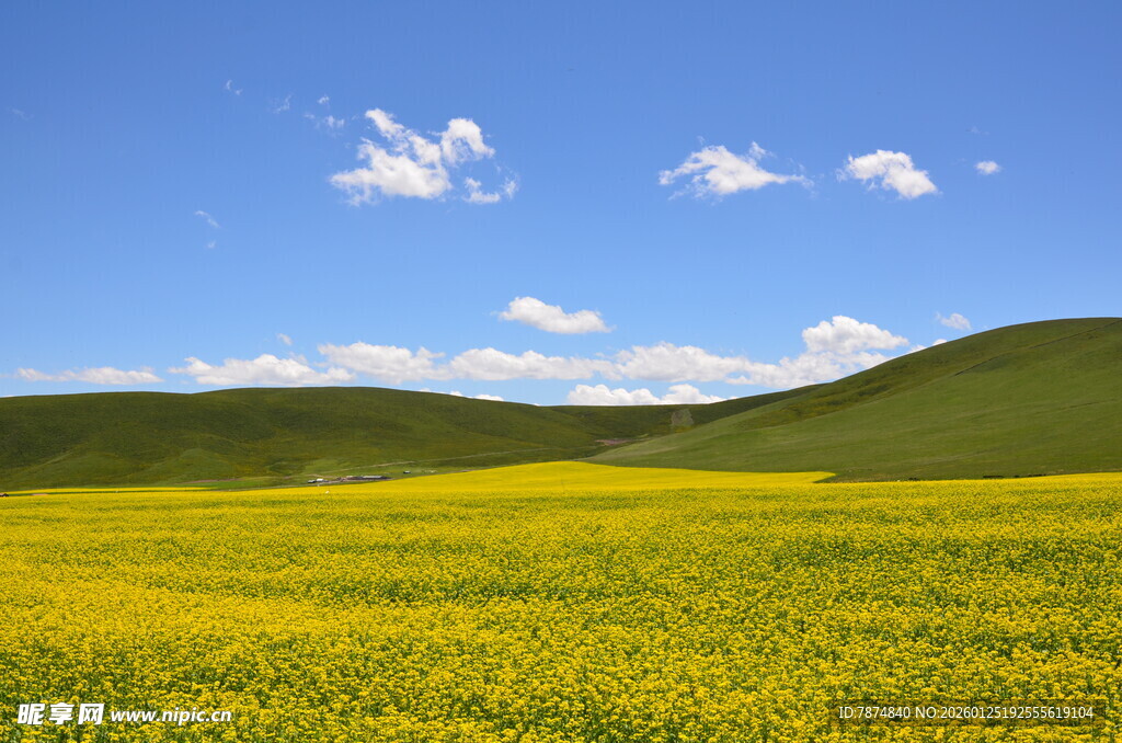 金黄油菜花海 蓝天白云景
