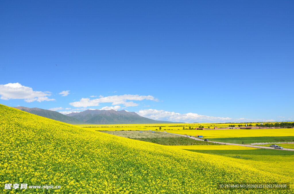 金黄油菜田与蓝天美景