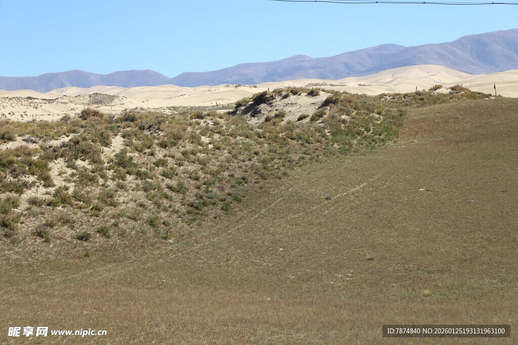 荒漠中的低矮植被景观