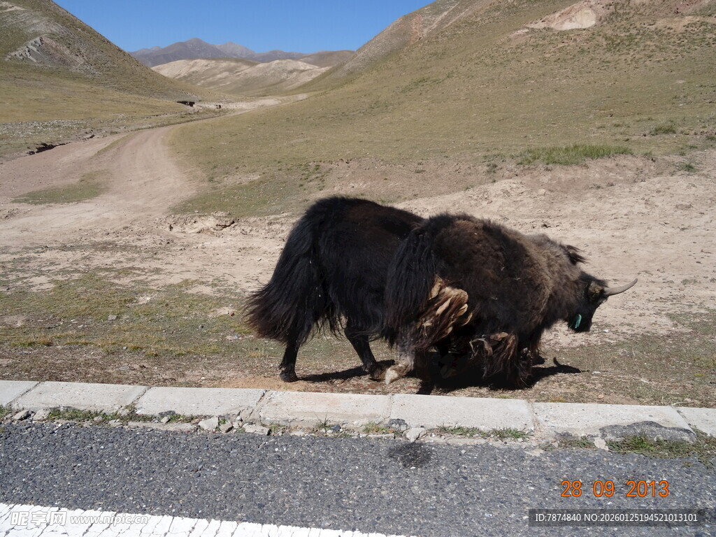 路边牦牛低头觅食