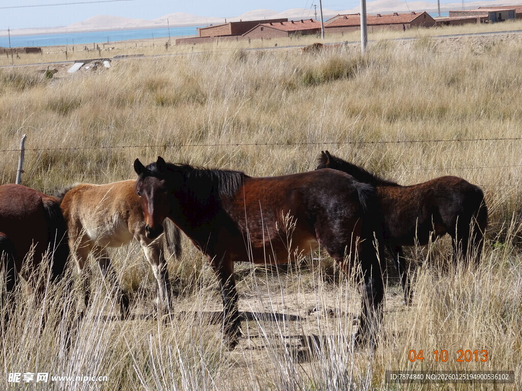 草原上的马群