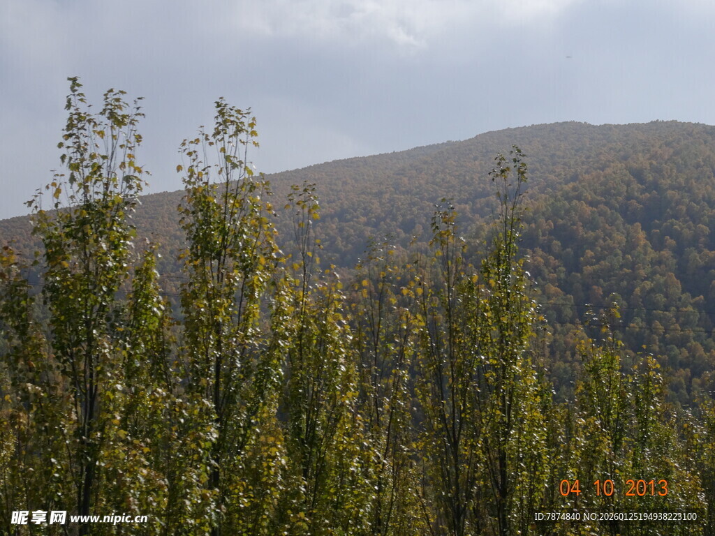 山林间的葱郁树木