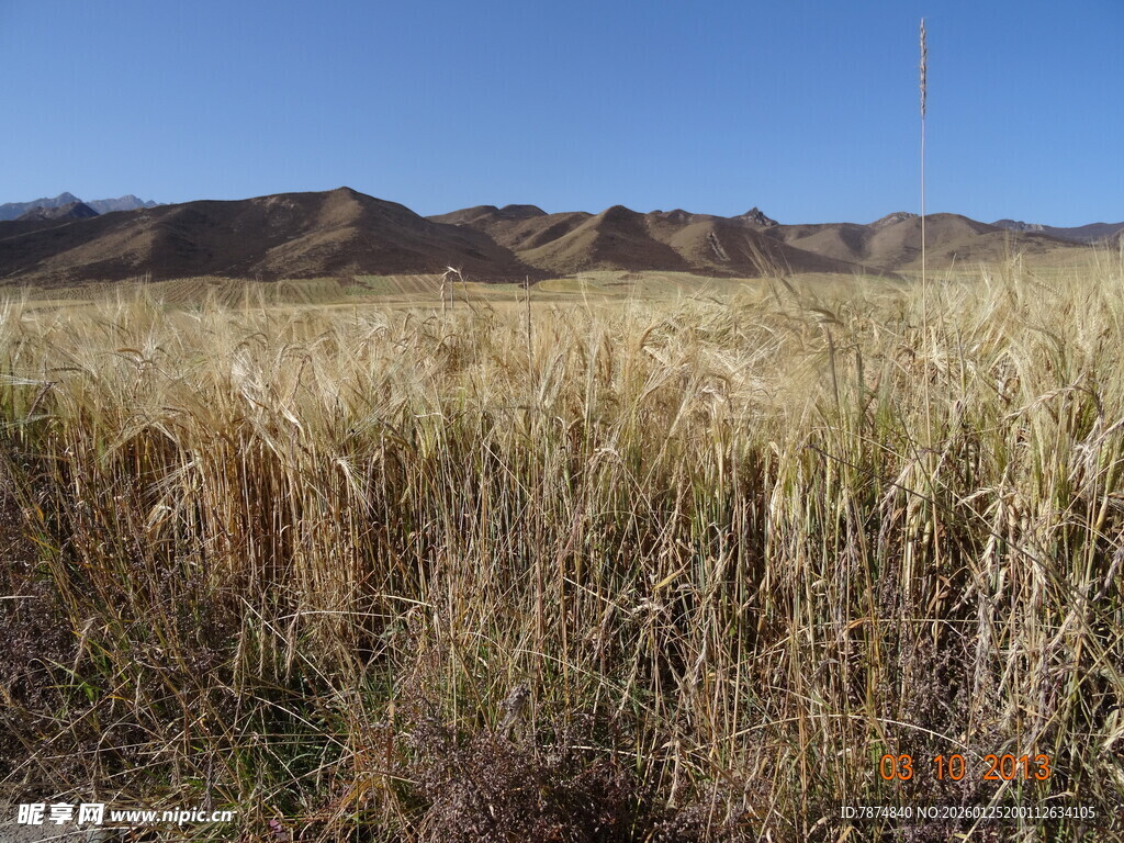 广袤原野上的金黄草丛