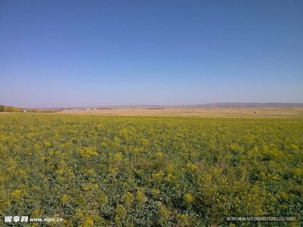广袤油菜花田 蓝天之下