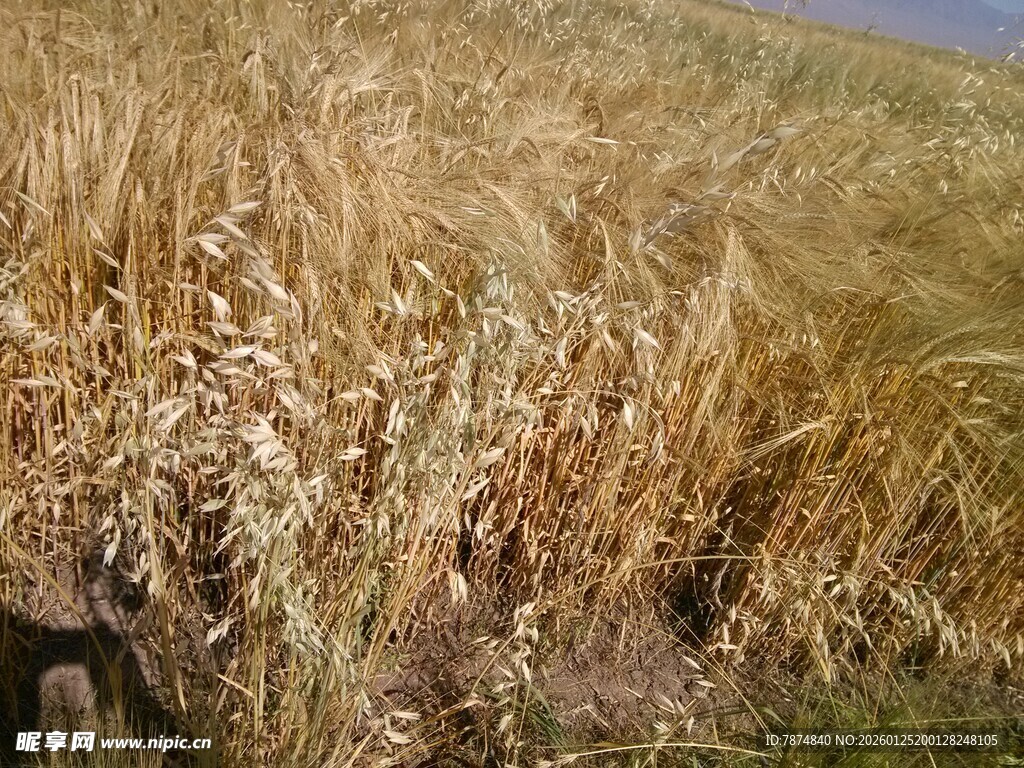 金色麦田 展现田园风光