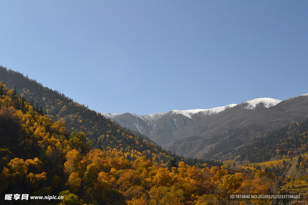 秋日山林与远处雪山美景
