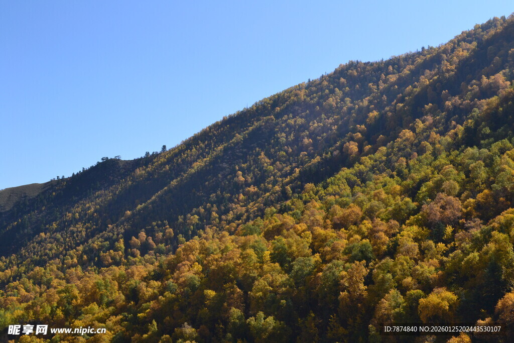 秋日山峦彩叶美景