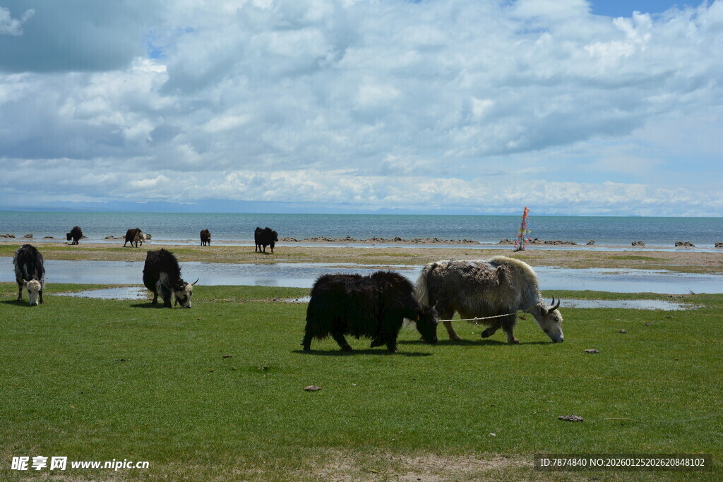 草原上的牛群与广阔风景