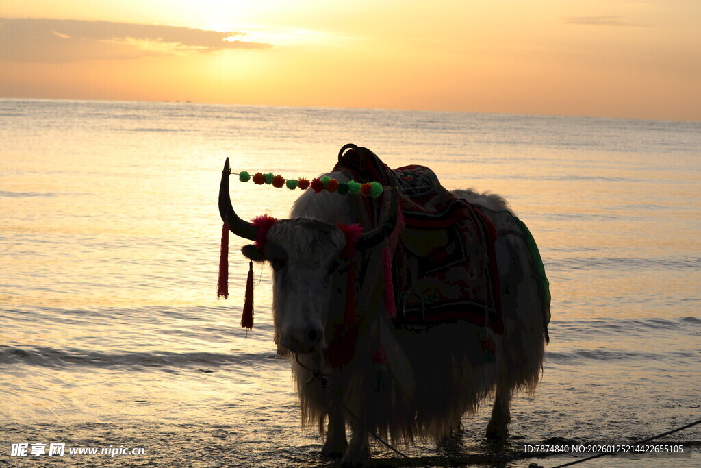 夕阳下海边的牦牛