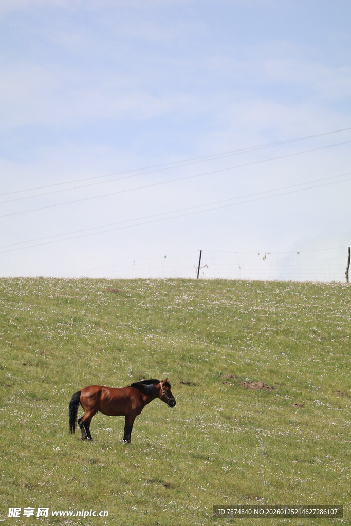 草原上的独行骏马
