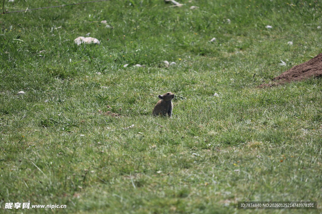 草地上的孤独小鸟