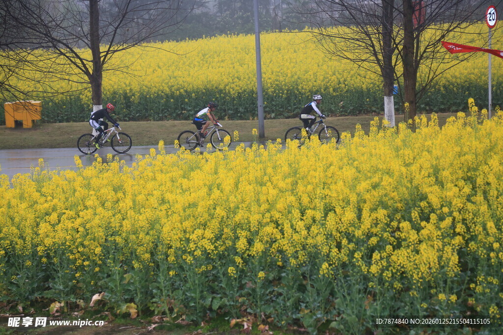 骑行于金黄油菜花田旁