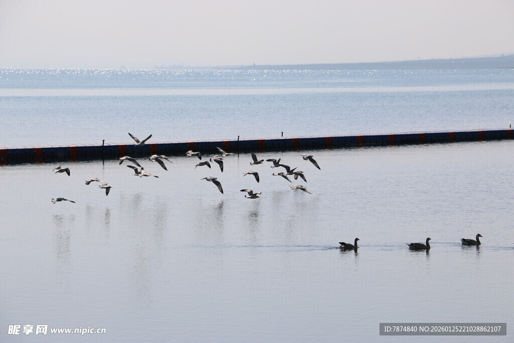 水面飞鸟群游美丽景象