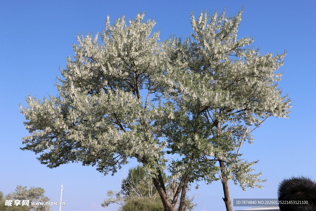蓝天映衬下的茂盛树木