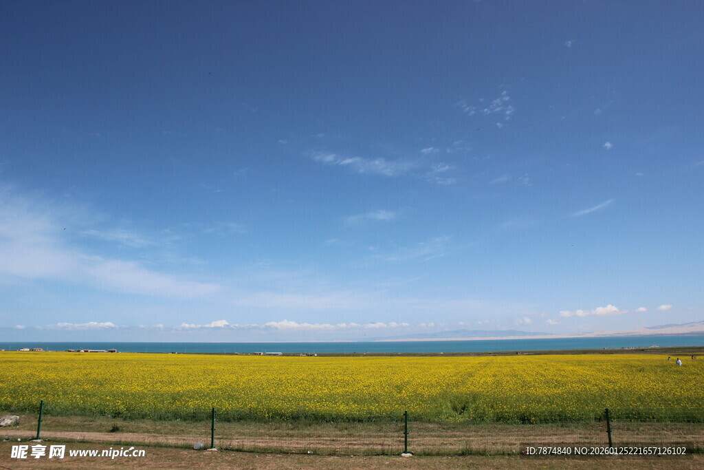 金黄花海与蓝天碧海美景