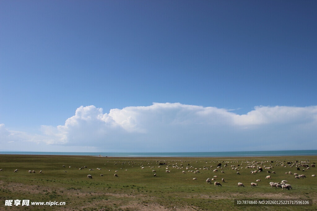 草原蓝天羊群美丽风光