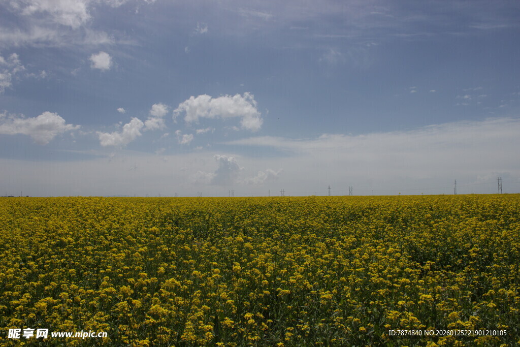 金黄油菜花田 蓝天相伴