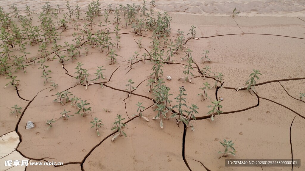 干裂土地上的稀疏绿植