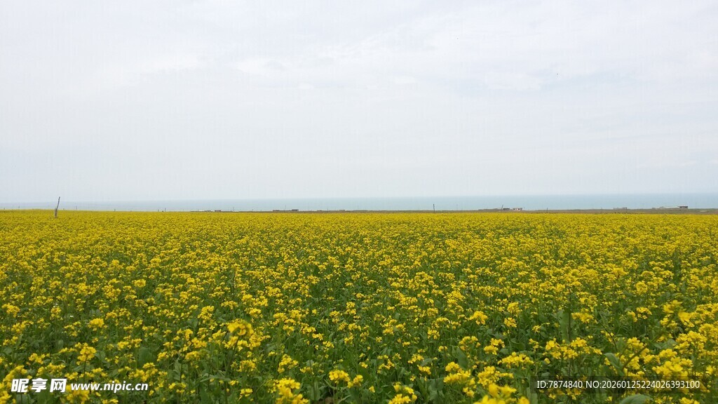 金黄油菜花海 春日美景