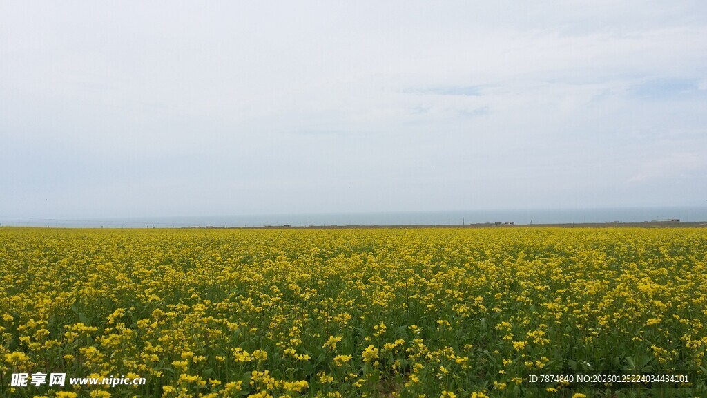 金黄花海 春日田园美景